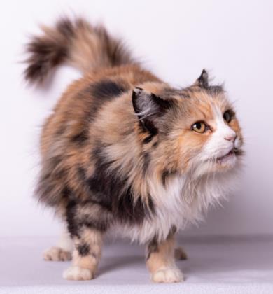 BOB’s Pet of the Week BOB’s Pet of the Week